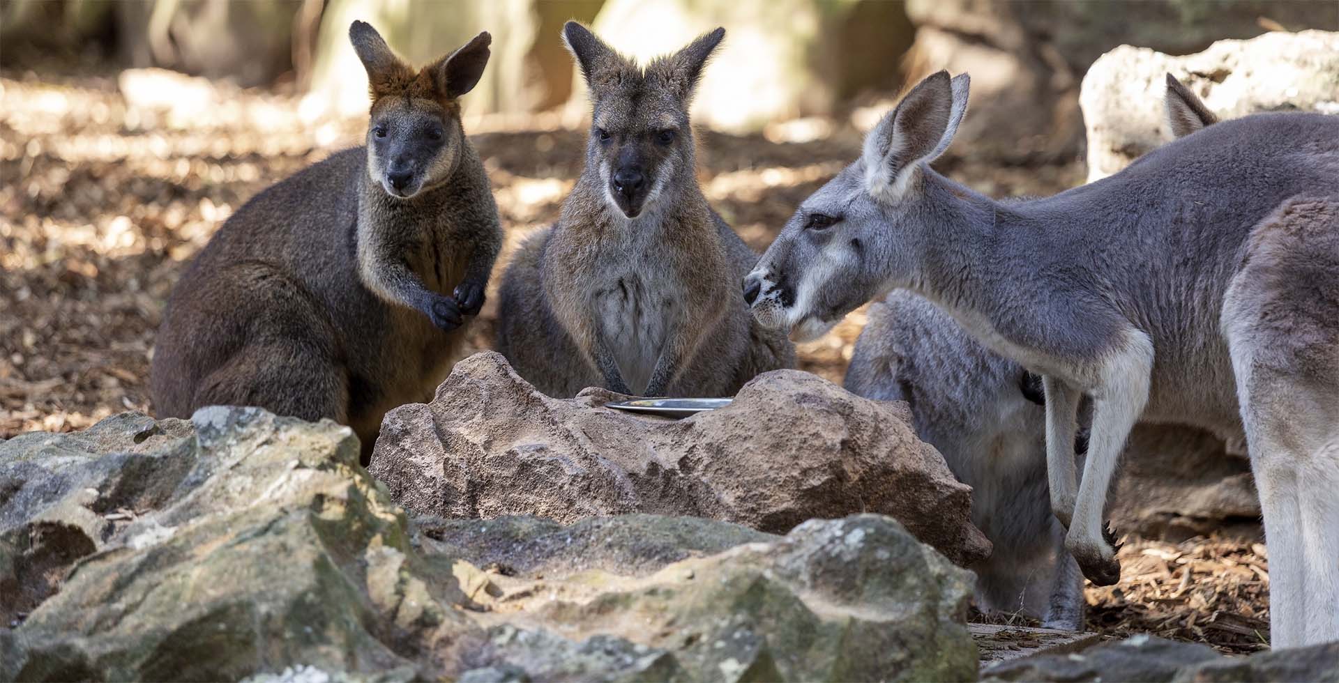 Australia Destinations & Tours